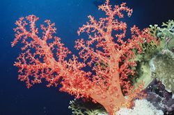 Immerse Yourself in the Colorful World of Soft Coral in the Red Sea