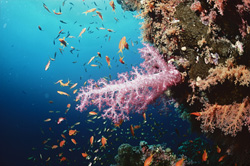 Immergiti nel mondo colorato del corallo molle e dei pesci nel Mar Rosso