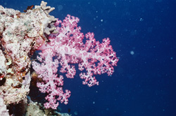 Glowing soft coral in the depths of Fiji