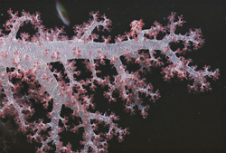 Experience the Beauty of the Transparent Soft Coral in the Red Sea