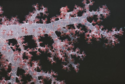 Discover amazing soft coral in the depths of the Red Sea