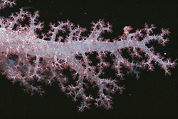 Immergiti nel mondo affascinante del corallo molle trasparente nel Mar Rosso