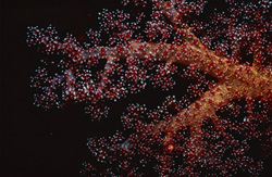 Immergiti nel mondo colorato del corallo molle nel Mar Rosso