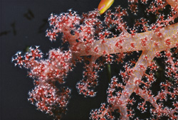 Fascinating soft coral in the crystal-clear waters of the Red Sea
