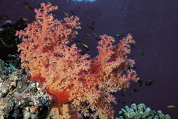 Experience the Beauty of Soft Coral in the Red Sea