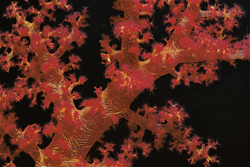 Photograph of a fascinating soft coral in the Red Sea