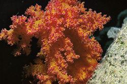 Dive into the colorful world of soft coral in the Red Sea