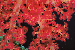 Dive into the Colorful World of Soft Coral in the Red Sea