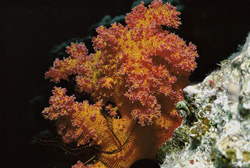 Immerse yourself in the colorful world of soft coral in the Red Sea