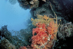 Dive into the colorful world of soft coral in the Red Sea