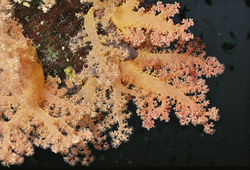 Discover the Fascinating Soft Coral in the Red Sea