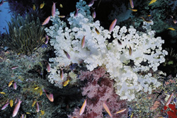 Discover Colorful Soft Corals in Namenalala, Venua Levu, Fiji