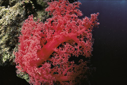 Dive into the world of intense red soft coral in the Red Sea