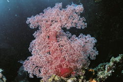 Immerse Yourself in the Colorful World of Soft Coral in the Red Sea