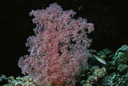Dive into the world of colorful soft coral in the Red Sea