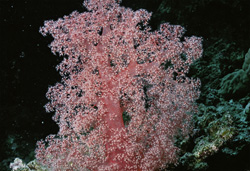 Explore the breathtaking soft coral in the Red Sea