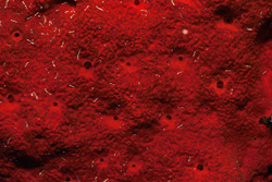 Fascinating Red sponge in the clear waters of the Red Sea