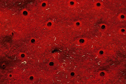 Red Sponge in the Red Sea