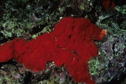 Dive into the world of the Red Sponge in the Red Sea