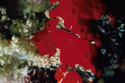 Red Sponge in the Red Sea