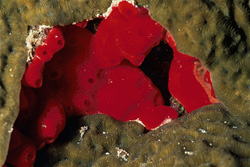 Red Sponge Cliona vastifica in the Red Sea