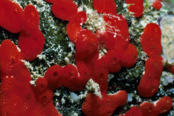 Dive into the fascinating world of the Red Sponge in the Red Sea