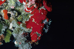 Red Sponge in the Red Sea