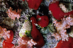 Red Sponge in the Red Sea