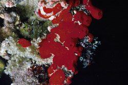 Fascinating Red sponge (Cliona vastifica) in the Red Sea off Sinai, Egypt