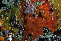 Fascinating Orange Sponge in the Red Sea