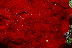 Red Sponge in the Red Sea