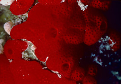 Red Sponge in the Red Sea