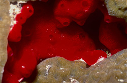 Fascinating Red Sponge in the Clear Waters of the Red Sea