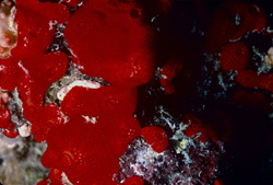 Fascinating Red Sponge in the Red Sea
