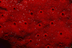 Red Sponge - Colorful Marine Life in the Red Sea