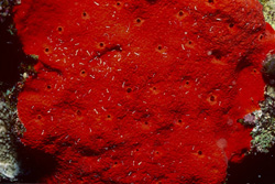 Dive into the fascinating world of the Red Sponge in the Red Sea