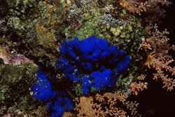 Discover the Fascinating Blue Sponge in the Red Sea