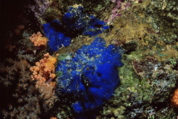 Dive into the fascinating world of the blue sponge (Hymedesmia sp.)