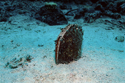 Fascinating pen shell (Pinna bicolor) found in front of the Namenalala drop-off