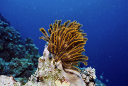 Fascinating feather star in the waters of Namenalala, Fiji
