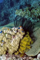 Stelle marine colorate