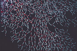 Beautiful white red sea fan (Acabaria delicata) on a cave ceiling in the Red Sea