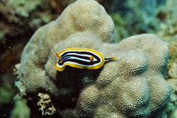 Explore the Fascinating Colorful Nudibranch in the Red Sea