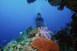 Fascinating underwater world with diver
