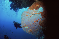 Divers