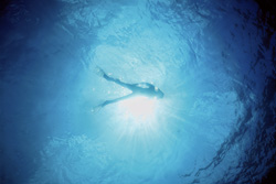 Fascinating Underwater World: Diver Admiring the Beauty of the Sea