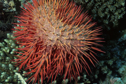 Explore the Fascinating World of Crown-of-Thorns Starfish in the Reef