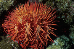 The Crown-of-Thorns Starfish plays a crucial role in the coral reef ecosystem - as long as it doesn't occur in masses.