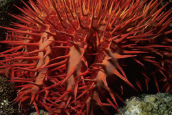 Crown of Thorns Starfish at Ras Mohammad Reef