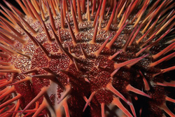 Explore the World of the Endangered Crown of Thorns Starfish